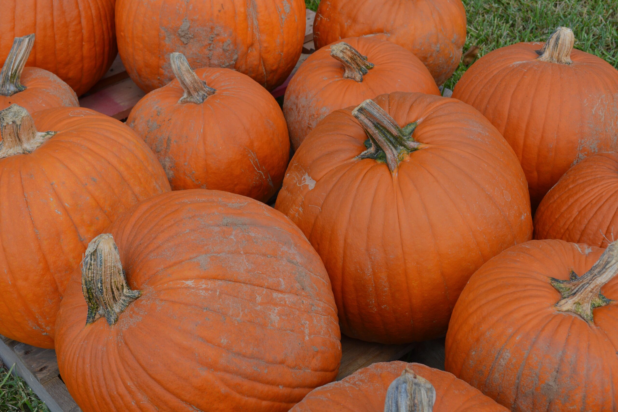 Halloween Events In Pearland